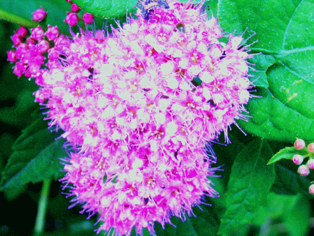 ピンクの花  シモツケ(下野　しもつけ)　バラ科