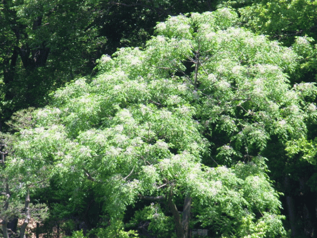 センダン　栴檀の木