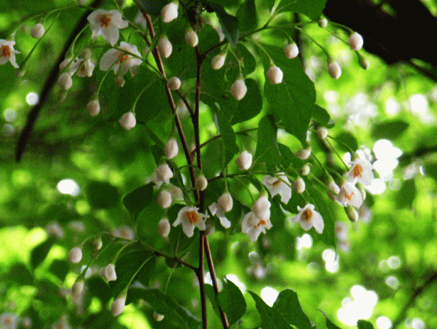 エゴノキ 白い花　