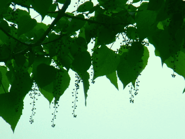 イイギリ（飯桐 いいぎり）の花と葉