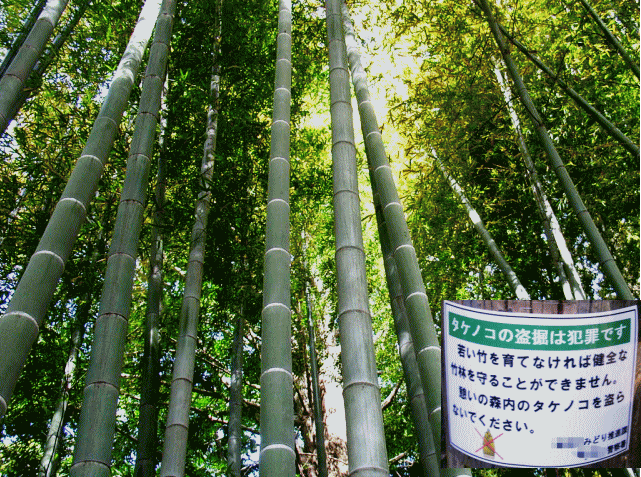 竹林を育てるためには、タケノコ盗掘は犯罪