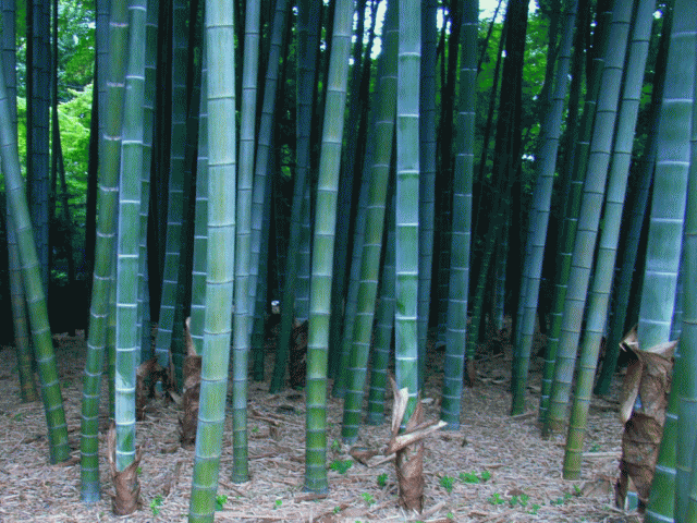 竹林と竹の皮を残す若竹