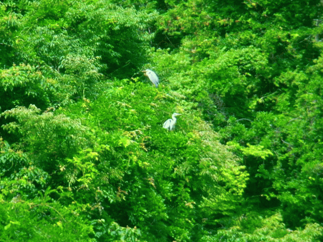 樹上でくつろぐアオサギ(青鷺)２羽