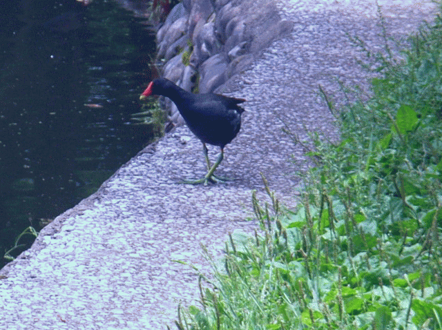  紅い額板の黒い鳥、陸を散歩するバン(鷭 ばん) クイナ(水鶏)科 