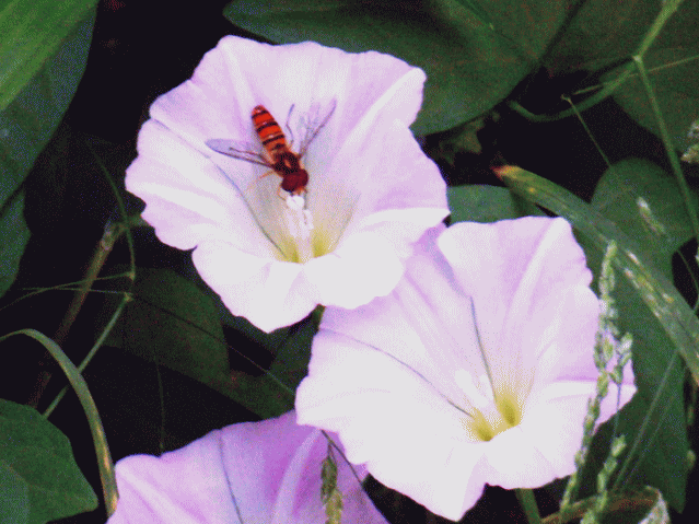 ピンクの昼顔（ヒルガオ ひるがお）にハチ(蜂)