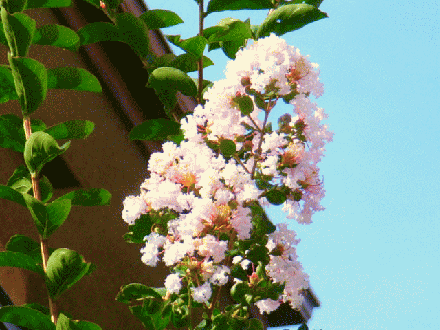 サルスベリ（百日紅） 白い花