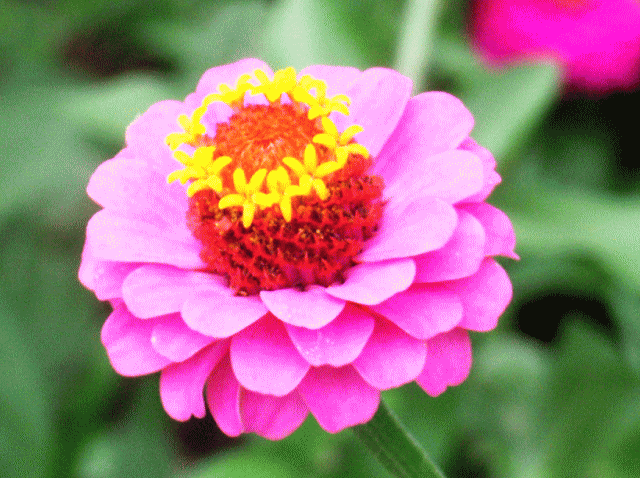 ヒャクニチソウ（百日草）ジニア　八重　薄いピンク黄色い筒状花