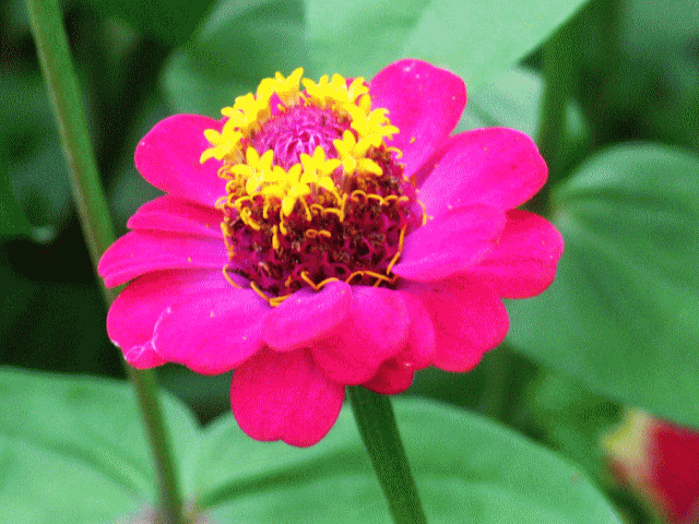 ヒャクニチソウ（百日草）ジニア　赤　黄色い筒状花(管状花)