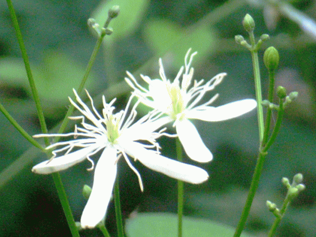 セントウソウ(仙洞草 せんとうそう)　白い花　拡大