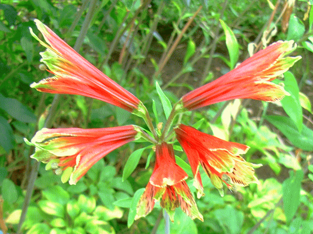  ユリズイセン（百合水仙 ゆりずいせん）　赤い花