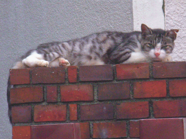 レンガ（煉瓦）の上でねる猫(ネコ)