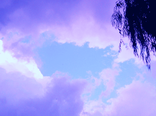 ヤナギ(柳)に風、厚い雲のむこうに広がる青空