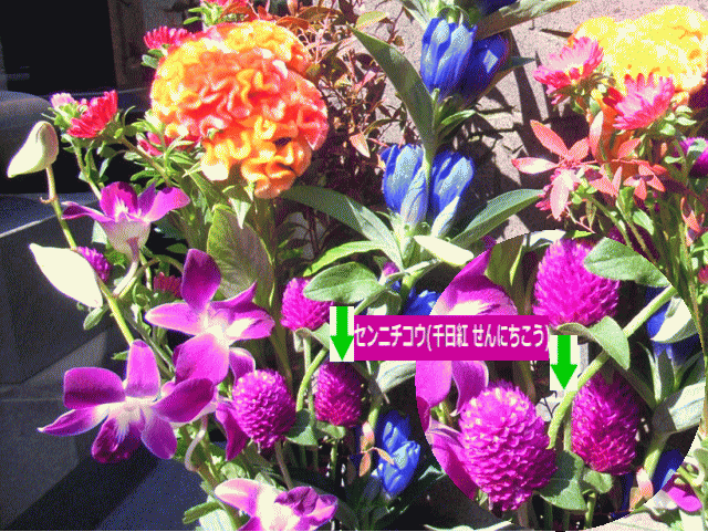 ☆センニチコウ(千日紅 せんにちこう)と秋の花