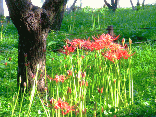 ヒガンバナ（彼岸花）、曼珠沙華(マンジュシャゲ） 赤い花　死人花