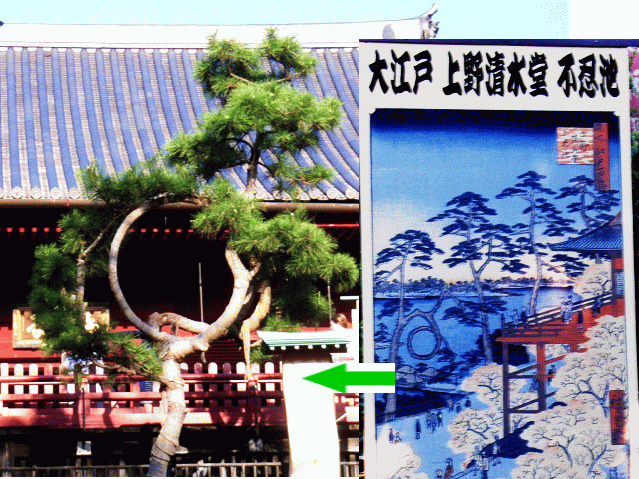 「上野山内　月のまつ」上野　清水堂 〔江戸浮世絵の松〕を平成に再現