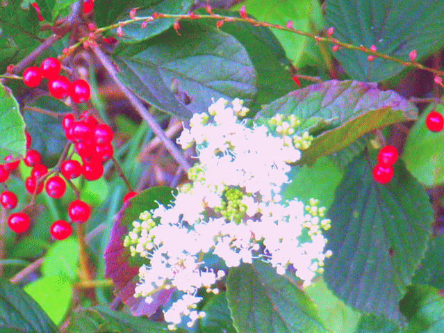 ガマズミ（蒲染 がまずみ）白い花と赤い実　紅いミズヒキ(水引)