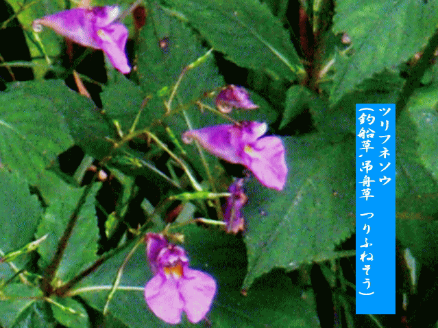 ツリフネソウ(釣船草､吊舟草 つりふねそう) 赤紫