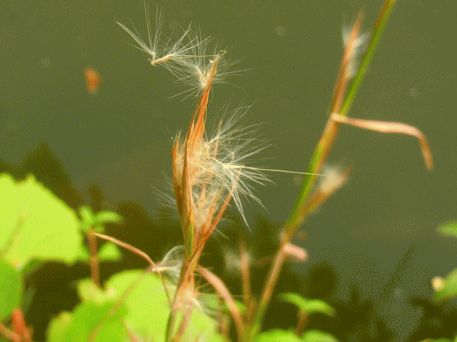 〔動けない植物〕は、絹毛の羽根をつけ、風にのる