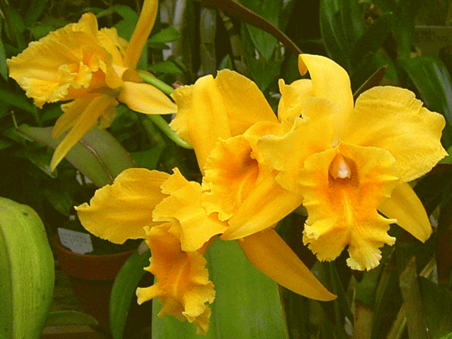 ラン（蘭）の花-3　黄　カトレア
