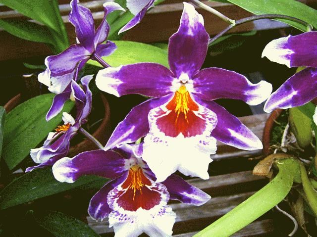 ラン（蘭）の花-12  紫と赤　６弁