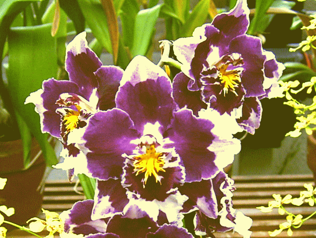 ラン（蘭）の花-13  紫と白　黄色の蕊