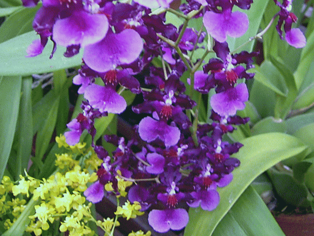 ラン（蘭）の花-14  薄紫と赤　小花