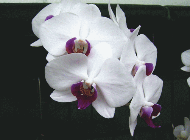 ラン（蘭）の花-2　白　胡蝶蘭