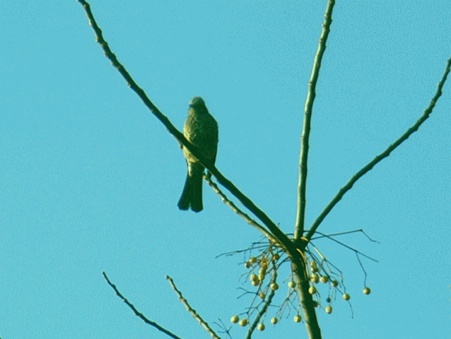 ヒヨドリ(鵯 ひよどり)-2 　栴檀の樹上で正面をむく<BR>