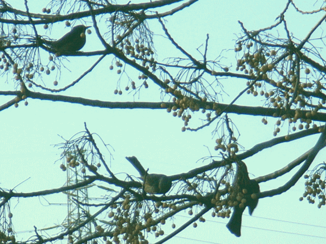 ３羽ヒヨドリ(鵯 ひよどり) 栴檀の実を食べる