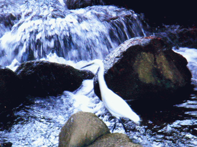 白鷺　滝の下で魚をねらうコサギ（小鷺）