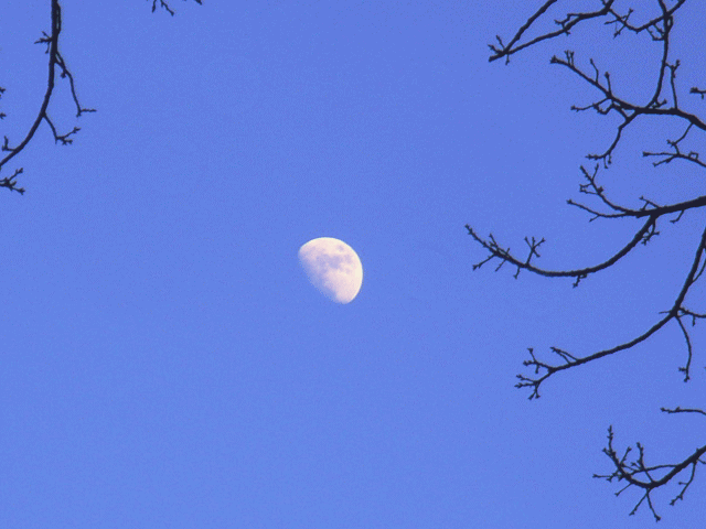 昼の月　丸みおびた満月Full Moonに向かう月