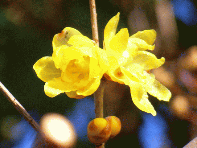 ロウバイ(蝋梅　ろうばい)　黄色い梅