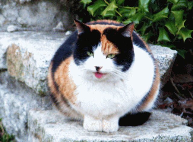 笑顔がかわいい、しゃべる猫(ネコ)・三毛猫-1