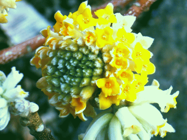 ☆ミツマタ(三叉　三枝　三又)　黄色い筒状の小花