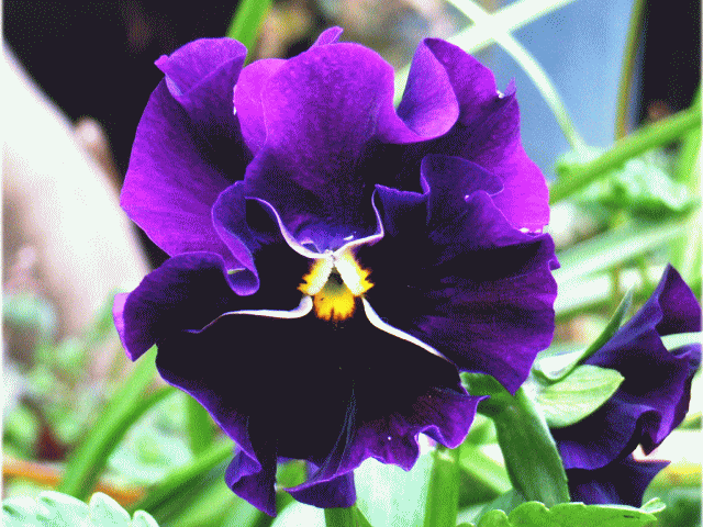 スミレ（菫 すみれ） 紫