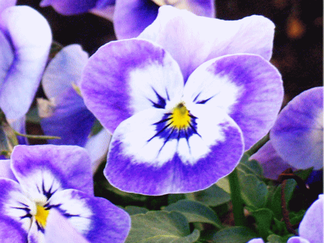 ☆スミレ（菫 すみれ） 薄紫ふちどりと白