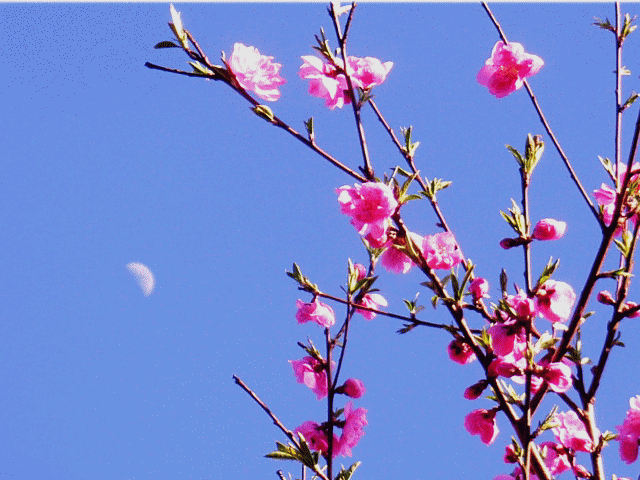 昼の上弦の半月と桃の花