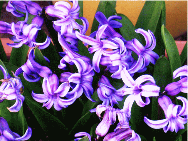 ヒヤシンス-1　薄紫の花