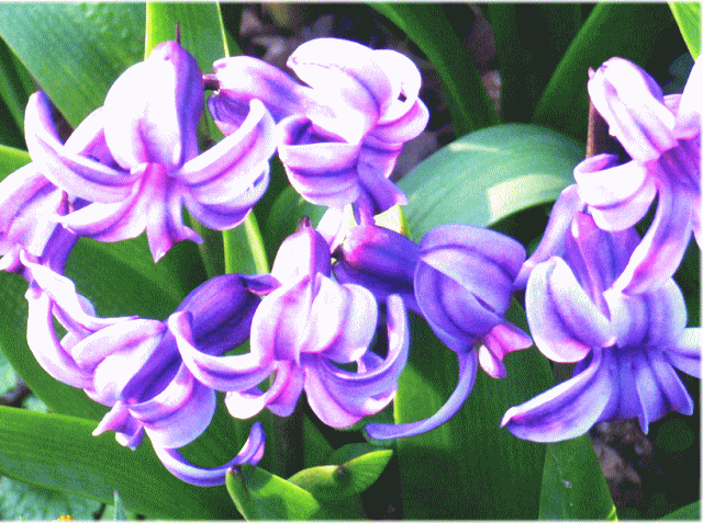 ヒヤシンス-2 赤紫の花