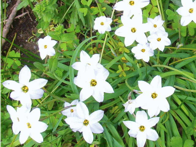 ハナニラ(花韮) 白い六芒星の花