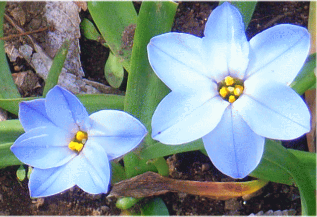 ハナニラ(花韮 はなにら) 青い花　拡大