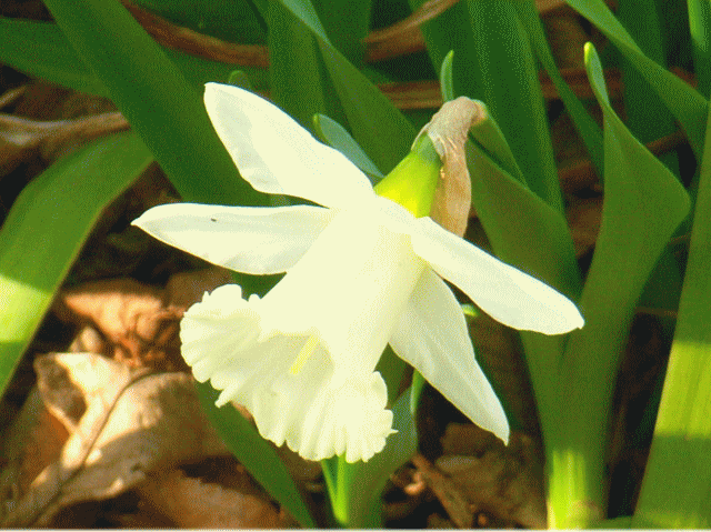 ラッパ水仙（すいせん）白い花