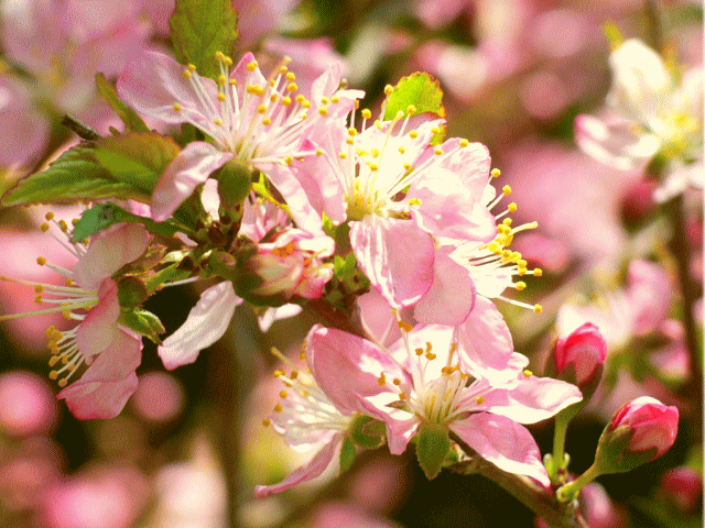 コメザクラ(米桜　こめざくら)　豆桜