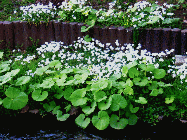小川ぞいのハナニラ(花韮 はなにら) 白い花