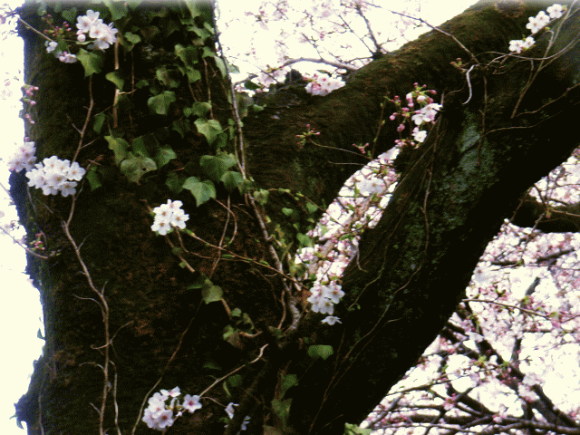 幹から咲く桜、ソメイヨシノ(染井吉野)