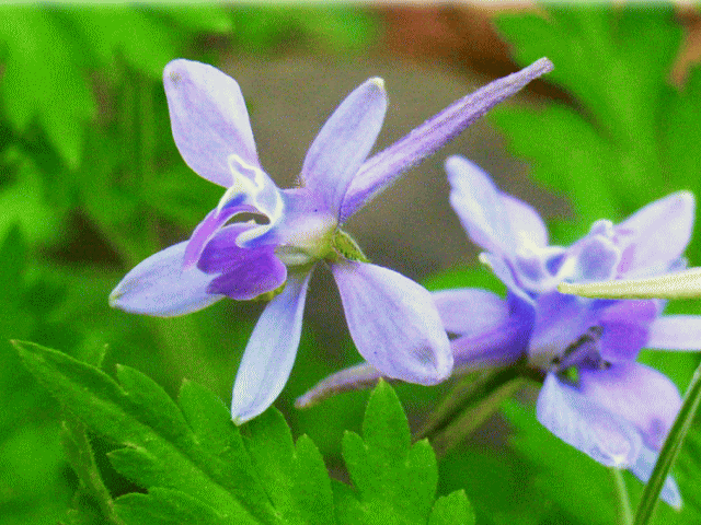 セリバヒエンソウ（芹葉飛燕草 せりばひえんそう) 薄紫