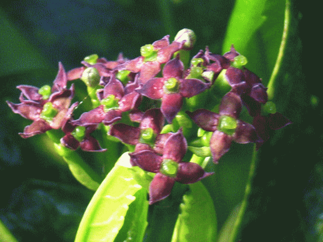 アオキ（青木　あおき）の花　赤紫　雌花♀