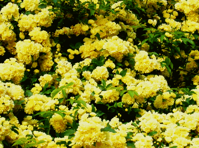 モッコウバラ（木香茨､木香薔薇 もっこうばら)　黄