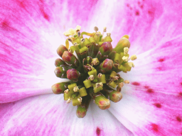 〔野生の思考〕の例　ハナミズキ（花水木 はなみずき）-2 ピンク 粒つぶの花