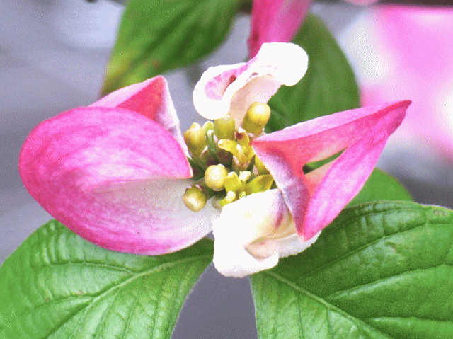 ハナミズキ（花水木）-3 ピンク 包葉（ほうよう） 